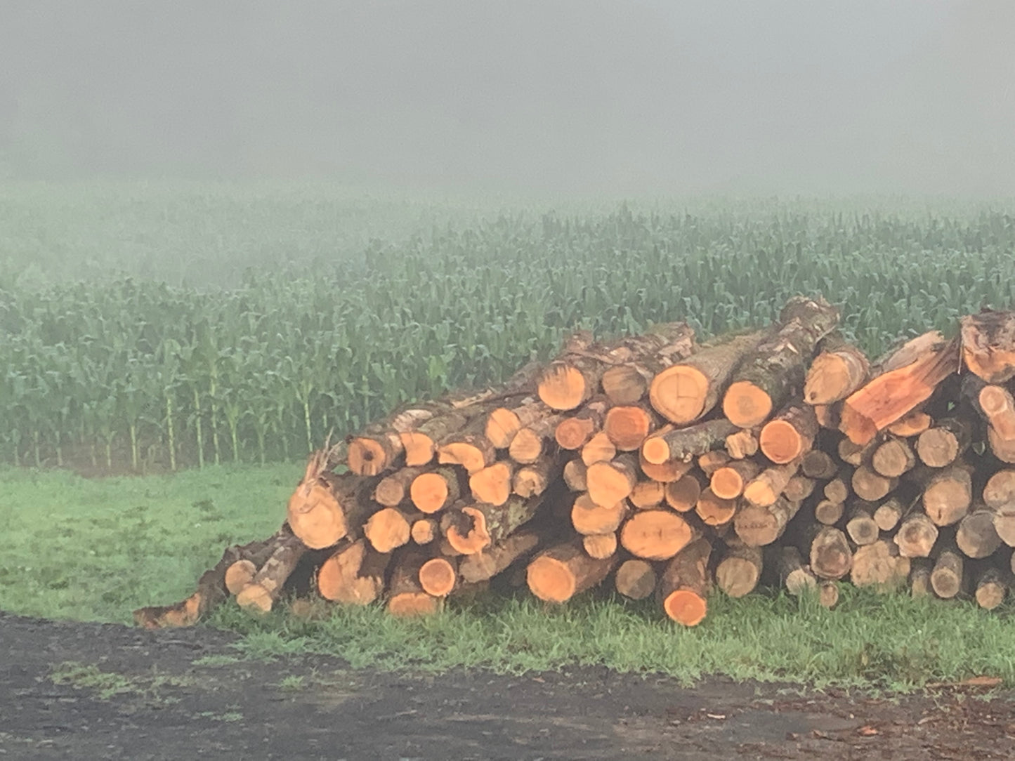 Bulk Kiln Dried Hardwood - Half or Full Cord - Delivered